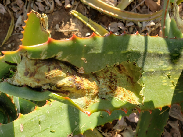 Damage to Aloe done by Aciacia Pied Barbet